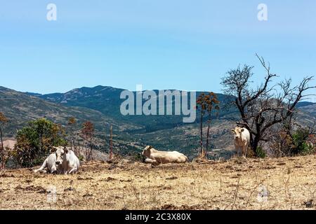 Die Herde der Kühe grast auf den Hügeln mit Gras in der Sonne getrocknet. Malerische Hügellandschaft an den Hängen des Ätna. Reisen und nachhaltige Kultivierung Stockfoto