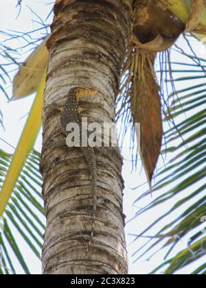 Asiatische Warane oder Wasserwarane (varanus-Salvator) kletterten hoch in die Palme, auf Gili Air Insel, Lombok, Indonesien Stockfoto