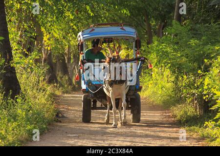 Cidomo Pferdewagen mit Fahrer und keine Touristen auf landeinwärts unbefestigten Straße, auf Gili Air Insel, Lombok, Indonesien Stockfoto