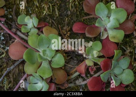 Der breitblättrige Steinbrocken (Sedum spathulifolium) von der Westküste Kaliforniens. Stockfoto