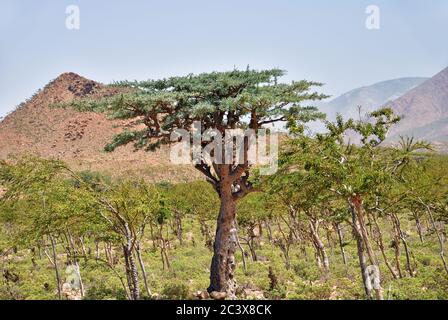 Weihrauch-Bäume, Boswellia sacra, Olibanum Baum, Homhil Plateau, Socotra Insel, Jemen Stockfoto