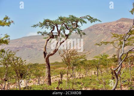 Weihrauch-Bäume, Boswellia sacra, Olibanum Baum, Homhil Plateau, Socotra Insel, Jemen Stockfoto