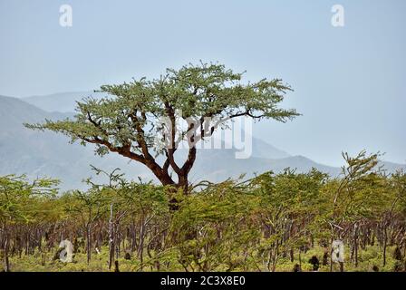 Weihrauch-Bäume, Boswellia sacra, Olibanum Baum, Homhil Plateau, Socotra Insel, Jemen Stockfoto