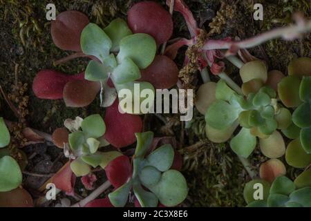 Der breitblättrige Steinbrocken (Sedum spathulifolium) von der Westküste Kaliforniens. Stockfoto