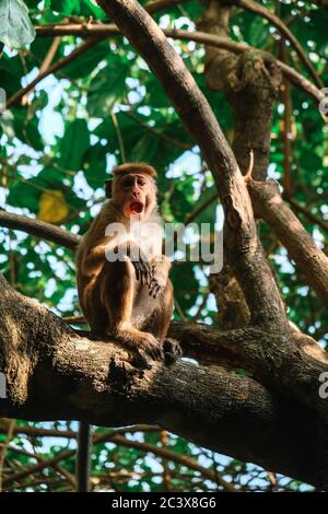 Ein lustiger, überraschender Toque Macaque, der auf einem Baumzweig in der Nähe des Dschungelstrdes in Sri Lanka sitzt. Nahaufnahme eines wilden Primaten mit ungewöhnlicher Gesichtsbehandlung Stockfoto