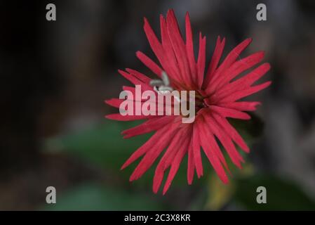 Die Kardinalkatschelle (Silene laciniata) eine wilde Blume, die in West-Nordamerika wächst. Stockfoto