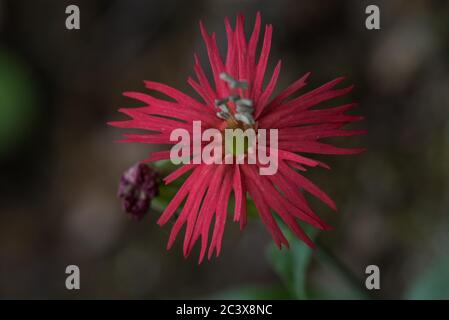 Die Kardinalkatschelle (Silene laciniata) eine wilde Blume, die in West-Nordamerika wächst. Stockfoto