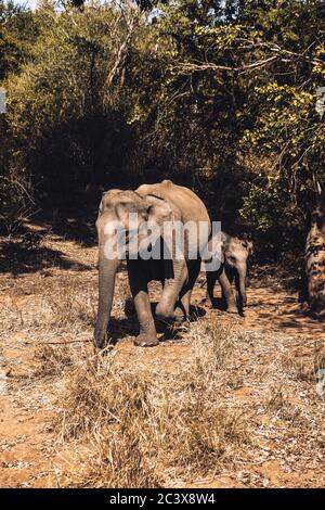 Elefantenbaby, der zusammen mit seiner Mutter im Udawalawe Nationalpark, Sri Lanka, läuft. Nahaufnahme vom Safari Jeep. Stockfoto