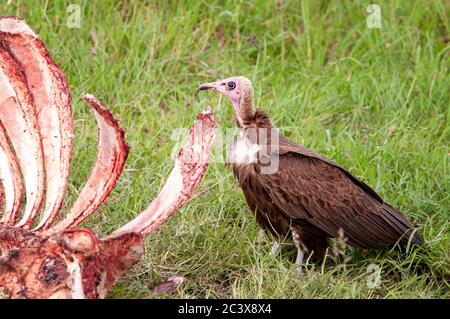 Kapuzengeier, Necrosyrtes monachus, füttert eine Kadaver von toten Tieren im Masai Mara National Reserve. Kenia. Afrika. Stockfoto