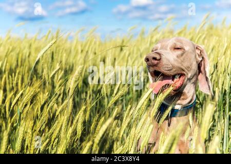 Weimaraner in einem grünen Feld. Der Kopf eines Jagdhundes. Glücklicher Hund. Nahaufnahme eines Hundes. Sonniger Tag. Stockfoto