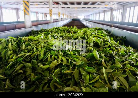 Frisch geerntete Teeblätter, die in einer Teefabrik in Kandy, Sri Lanka, zum Trocknen zurückgelassen wurden. Nuwara Elliya Teeplantagen Pflanzen Verarbeitung. Teekocher Stockfoto