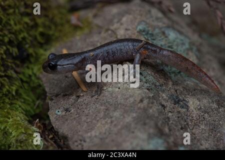 Oregon Ensatina (Ensatina eschschscholtzii oregonensis), ein winziger Jugendlicher aus Mendocino County in Kalifornien. Stockfoto