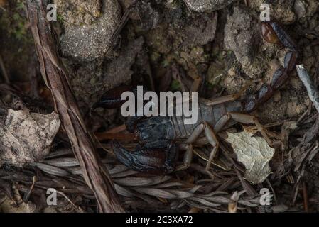 California Forest Scorpion (Uroctonus mordax) eine Art von Skorpion häufig im Redwood Wald gefunden. Stockfoto