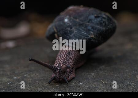 Die Rotholz-Seitenband-Schnecke (Monadenia infumata) ist eine Art, die in den Rotholzwäldern Kaliforniens endemisch ist und als konservierungsbedenklich gilt. Stockfoto