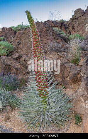 Mount Teide bugloss, (Echium wildpretii), blüht mit endemischen Vegetation Hintergrund, Teneriffa, Kanarische Inseln, Spanien Stockfoto