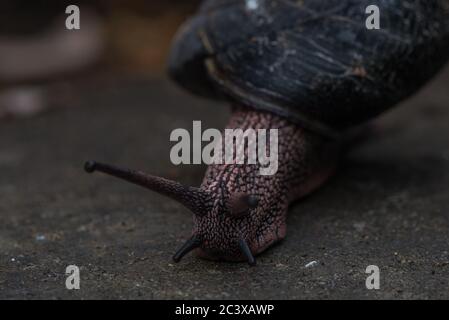 Die Rotholz-Seitenband-Schnecke (Monadenia infumata) ist eine Art, die in den Rotholzwäldern Kaliforniens endemisch ist und als konservierungsbedenklich gilt. Stockfoto