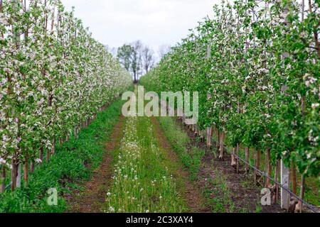 Lange Allee von Apfelbäumen in Obstgarten. Straße zwischen Plantagen mit Gras und Löwenzahn Stockfoto