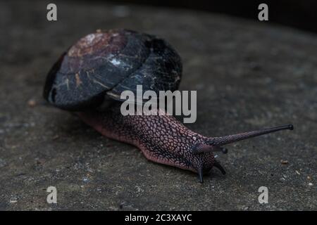 Die Rotholz-Seitenband-Schnecke (Monadenia infumata) ist eine Art, die in den Rotholzwäldern Kaliforniens endemisch ist und als konservierungsbedenklich gilt. Stockfoto