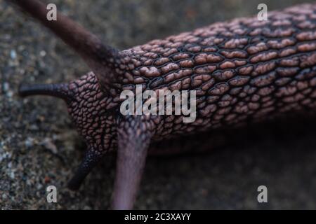 Die Rotholz-Seitenband-Schnecke (Monadenia infumata) ist eine Art, die in den Rotholzwäldern Kaliforniens endemisch ist und als konservierungsbedenklich gilt. Stockfoto