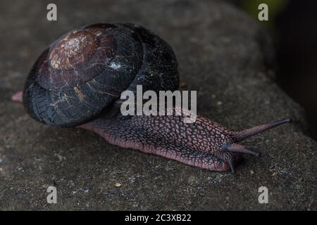 Die Rotholz-Seitenband-Schnecke (Monadenia infumata) ist eine Art, die in den Rotholzwäldern Kaliforniens endemisch ist und als konservierungsbedenklich gilt. Stockfoto