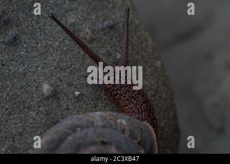 Die Rotholz-Seitenband-Schnecke (Monadenia infumata) ist eine Art, die in den Rotholzwäldern Kaliforniens endemisch ist und als konservierungsbedenklich gilt. Stockfoto