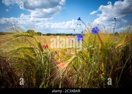 Vor einem braunen Kornfeld gibt es blaue Kornblumen und rote Mohnblumen und der blaue Himmel ist voller weißer Wolken Stockfoto