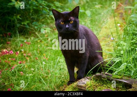 Schwarze Katze über Green Lawn auf der Jagd Stockfoto