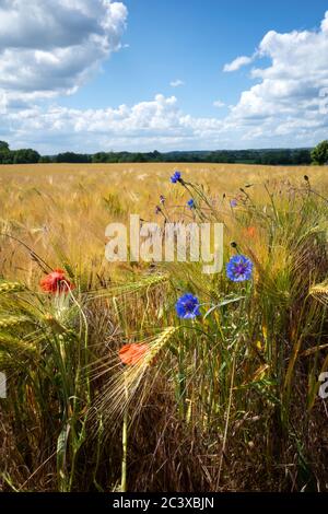 Vor einem braunen Kornfeld gibt es blaue Kornblumen und rote Mohnblumen und der blaue Himmel ist voller weißer Wolken Stockfoto