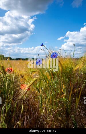 Vor einem braunen Kornfeld gibt es blaue Kornblumen und rote Mohnblumen und der blaue Himmel ist voller weißer Wolken Stockfoto