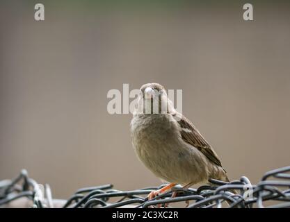 Haussperling oder Passer domesticus sitzen auf einem Zaun. Nahaufnahme mit einem kleinen Vogel. Stockfoto