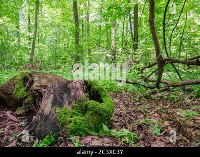 Baumstumpf im Wald mit frischem grünem Moos bedeckt. Waldlandschaft. Stockfoto