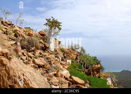 Endemische Bäume der Insel Socotra, Jemen. Gurkenbaum und Flaschen Bäume Stockfoto