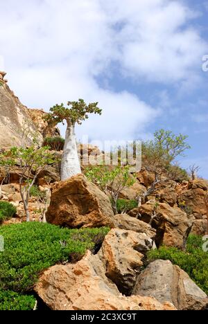 Gurkenbaum. Endemische Bäume der Insel Socotra, Jemen. Stockfoto