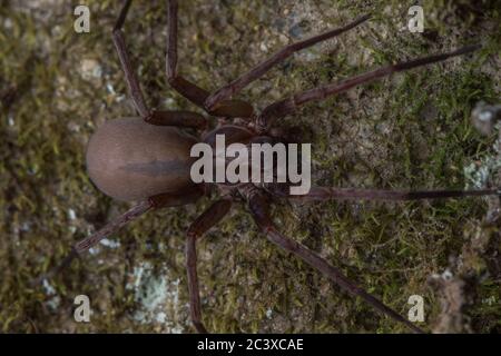 Titiotus Spinnenart in Kalifornien gefunden. Diese Spinnen sind allgemein als falsche Wolfsspinnen bekannt. Stockfoto