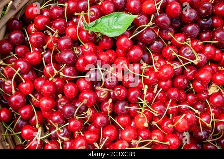 Reife Früchte des Prunus avium, gemeinhin als Wildkirsche, Süßkirsche oder gean Stockfoto