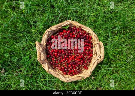 Reife Früchte des Prunus avium, gemeinhin als Wildkirsche, Süßkirsche oder gean Stockfoto