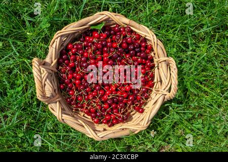 Reife Früchte des Prunus avium, gemeinhin als Wildkirsche, Süßkirsche oder gean Stockfoto