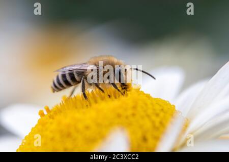 Kleine Biene sammelt Pollen auf Anthemis tinctoria ‘E.C.Buxton’ Stockfoto