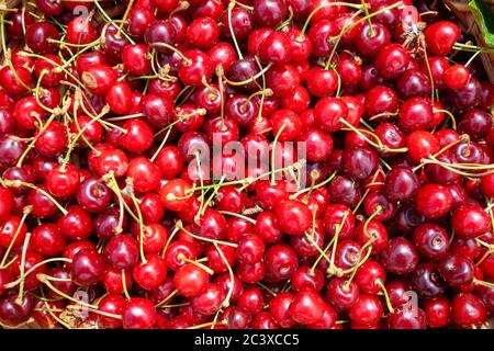 Reife Früchte des Prunus avium, gemeinhin als Wildkirsche, Süßkirsche oder gean Stockfoto
