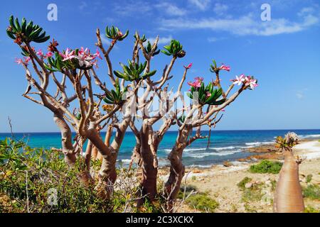 Blühende Flaschenbaum ist endemischer Baum adenium obesum von Socotra Island Stockfoto