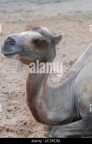 Baktrian Kamel (Camelus bactrianus), Kopfporträt Stockfoto