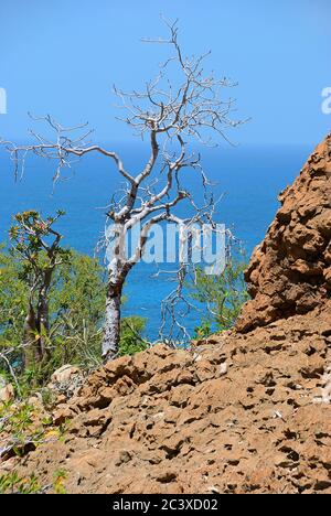 Socotra Landschaft. Indische Ozeanküste mit blühenden Flaschenbaum und eine andere endemische Pflanzen der Insel Socotra. Jemen Stockfoto