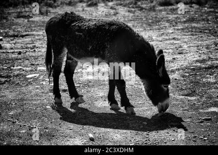 Esel in Tierfarm, Naturpark Stockfoto