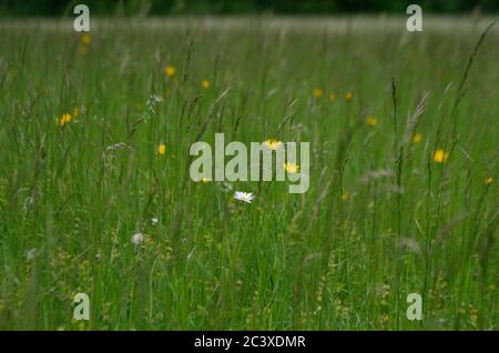 Bunte Blumenwiese Stockfoto