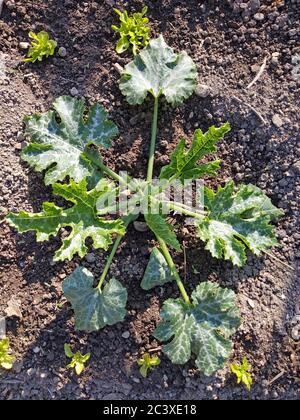 Zucchini Pflanze Cucurbita pepo mit grünen Früchten im Garten wachsen Stockfoto