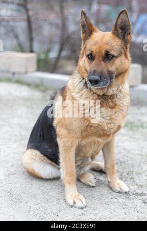 Erwachsene Hündin deutscher Schäferhund sitzt in voller Länge auf dem Boden. Liebenswert Haustier und Jäger Stockfoto