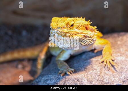 Bärtiger Drache, der im Terrarium auf dem Felsen liegt. Pogona vitticeps Stockfoto