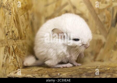 Nahaufnahme von babyweißen Chinchilla auf Holzregal sitzen. Schöne und niedliche Haustier, Hintergrund Stockfoto