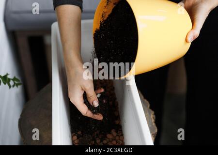 Hände legen Erde auf Ton Kieselsteine in weißen rechteckigen Blumentopf. Eintopfen und repotting, close-up Stockfoto