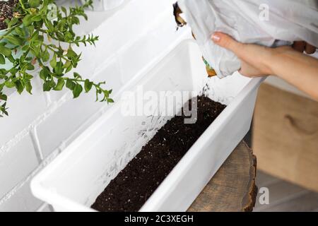 Hände halten weiße Paket mit Erde und setzen in weißen rechteckigen Blumentopf. Eintopfen und repotting Idee Design, close-up Stockfoto